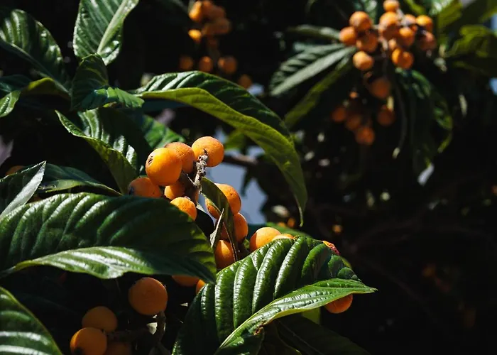 Lovrich * 特罗吉尔